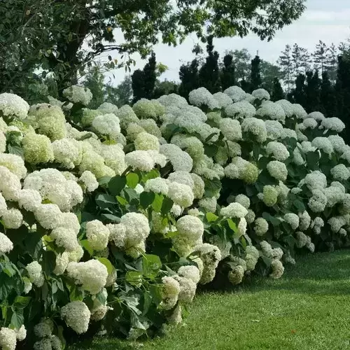 Snowball hydrangea hotsell