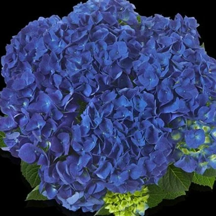 Hydrangea macrophylla 'Jip Blue'