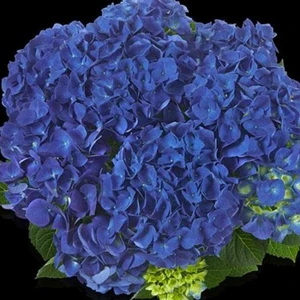 Hydrangea macrophylla 'Jip Blue'