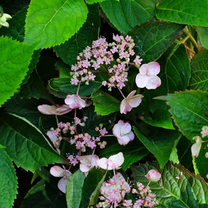 Hydrangea serrata 'Koreana' - image 1