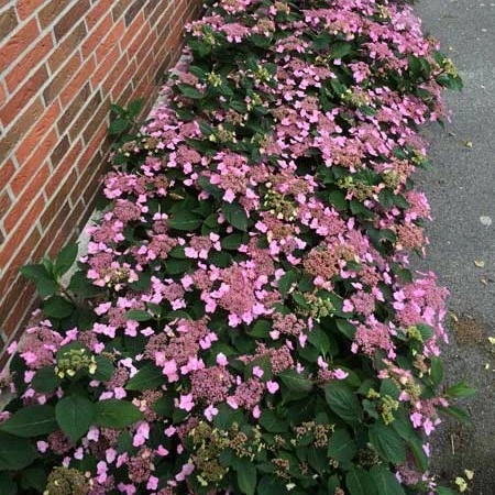 Hydrangea serrata 'Koreana' - image 2