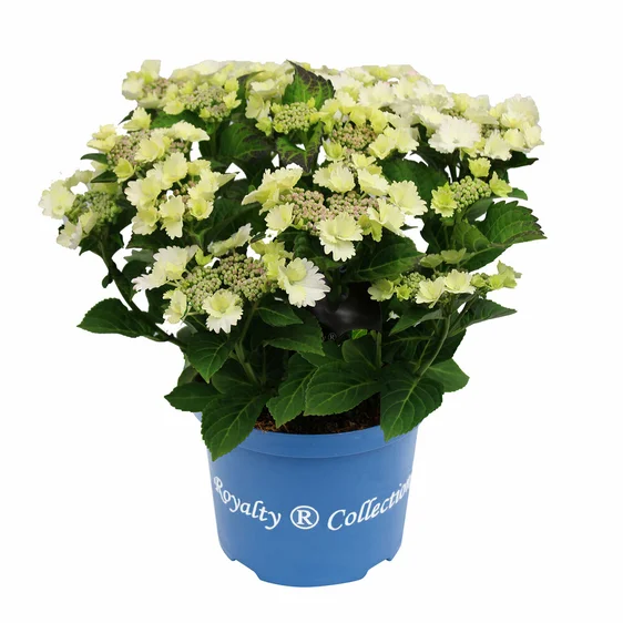 Hydrangea 'Koria' 4L