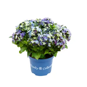 Hydrangea macrophylla 'Lady Mata Hari Blue' 5L
