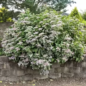 Hydrangea 'Light-O-Day' - image 2