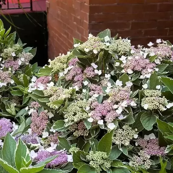 Hydrangea 'Light-O-Day' - image 1