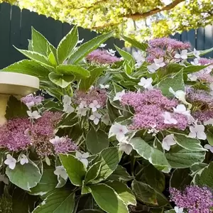 Hydrangea 'Light-O-Day' - image 3