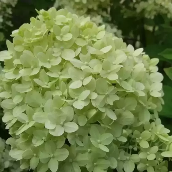 Hydrangea paniculata 'Limelight' 15L Standard