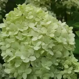Hydrangea paniculata 'Limelight' 15L Standard