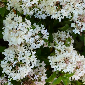 Hydrangea paniculata 'Little Light' – 10L Standard 60cm Stem - image 2