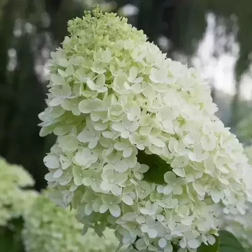 Hydrangea paniculata 'Little Lime' 5L - image 1