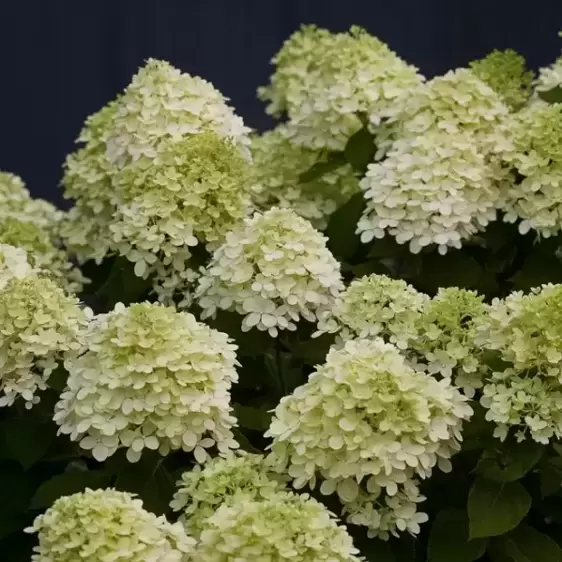 Hydrangea paniculata 'Little Lime' 5L - image 2