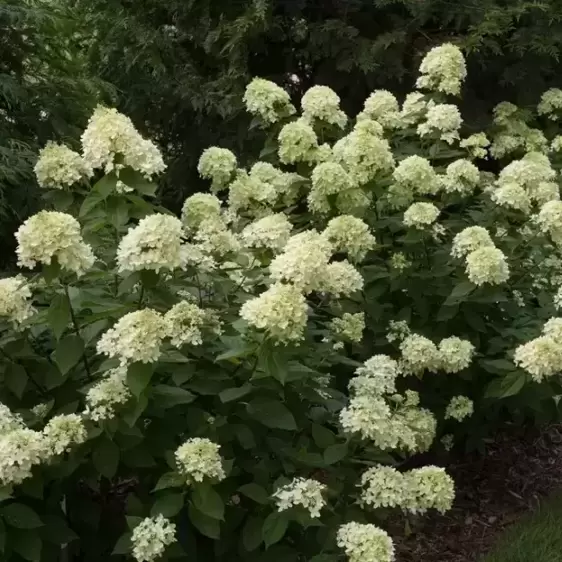 Hydrangea paniculata 'Little Lime' 11L - image 3