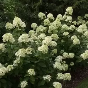 Hydrangea paniculata 'Little Lime' 11L - image 3