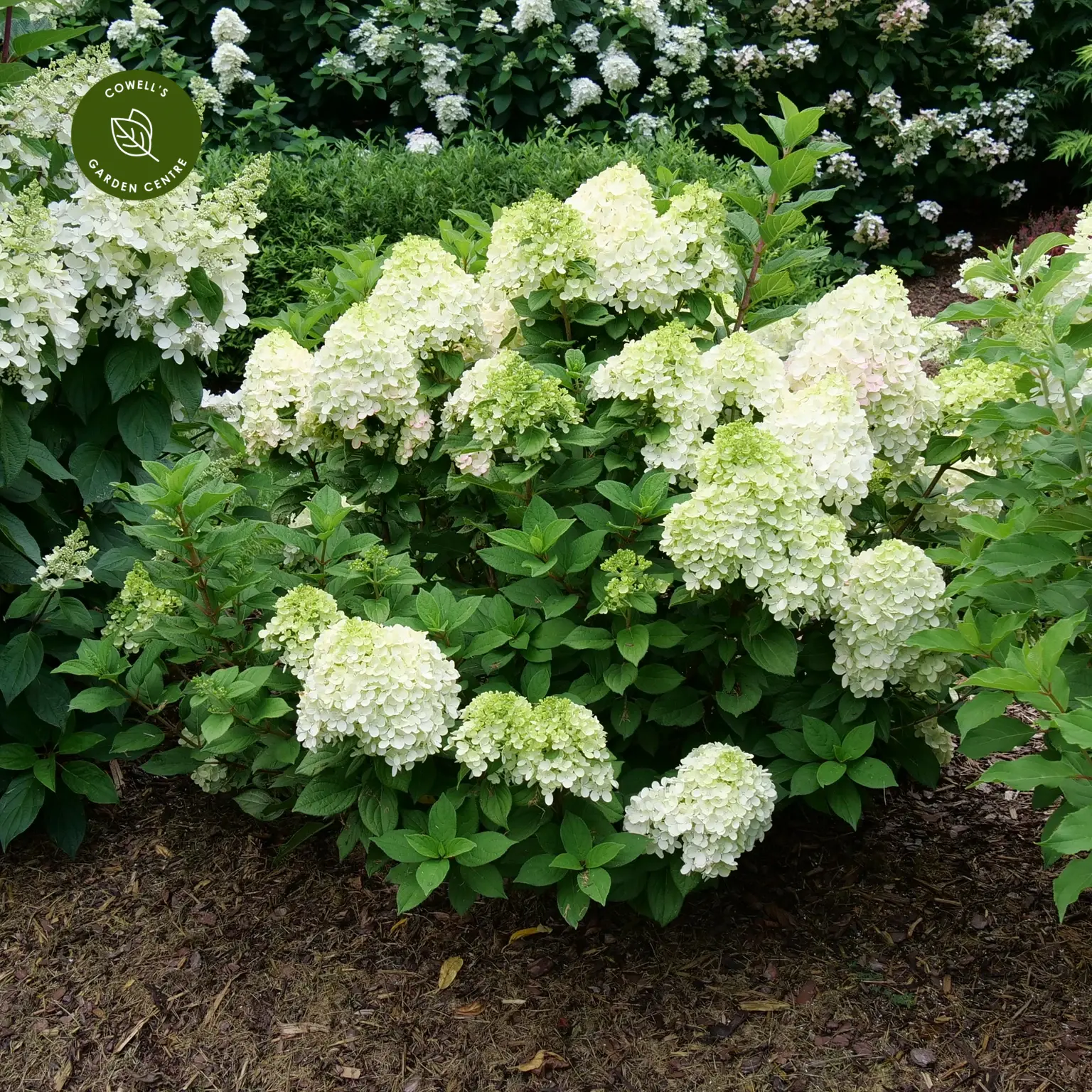 Image of Hydrangea paniculata little lime plant in vase
