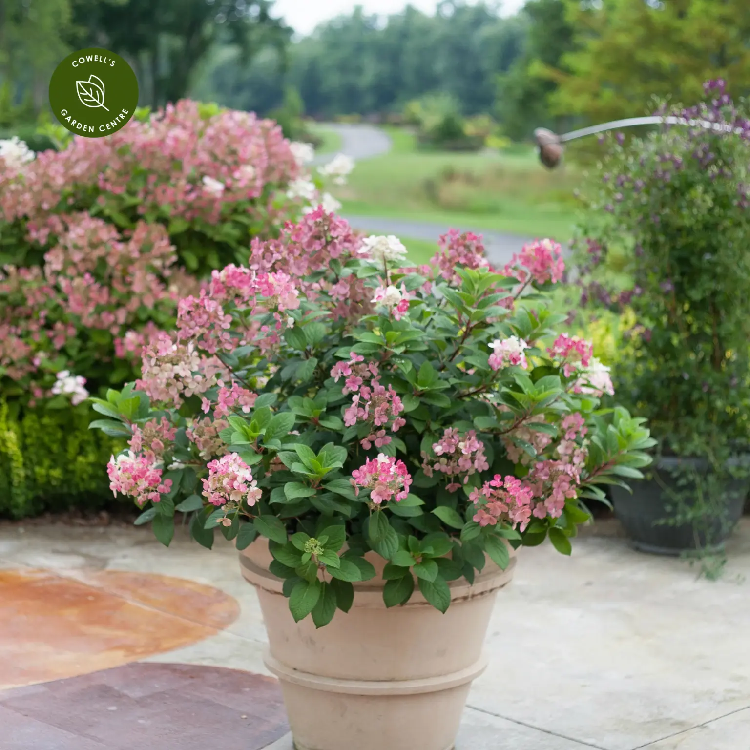 Image of Hydrangea paniculata little quick fire shrub in vase on patio