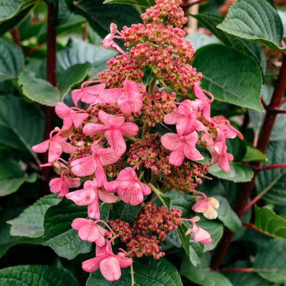 Hydrangea paniculata 'Living Infinity' 6L - image 1