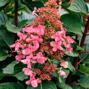 Hydrangea 'Living Infinity'