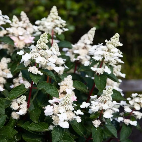 Hydrangea paniculata 'Living Infinity' 6L - image 2
