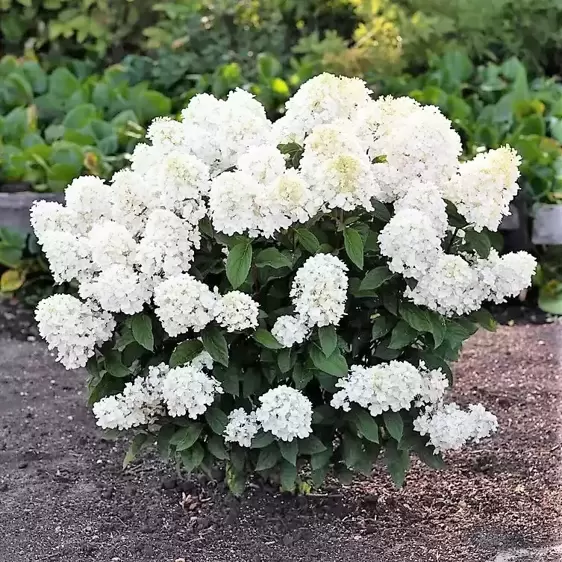 Hydrangea paniculata 'Living Little Blossom' 6L - image 2