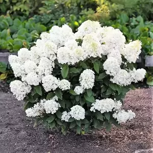 Hydrangea paniculata 'Living Little Blossom' 6L - image 2