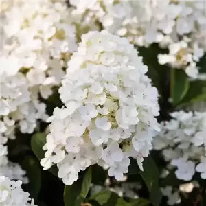 Hydrangea paniculata 'Living Little Blossom' 6L - image 1