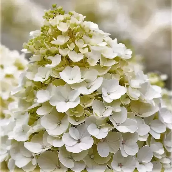 Hydrangea paniculata 'Living Little Blossom' 3L - image 3