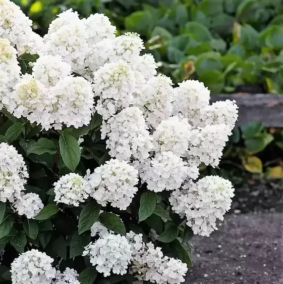 Hydrangea paniculata 'Living Little Blossom' 6L - image 4