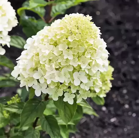 Hydrangea paniculata 'Living Little Blossom' 3L - image 5