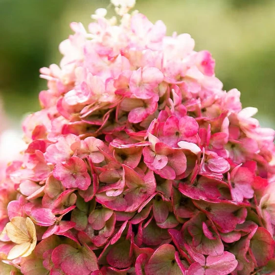Image Credit: Living Creations®