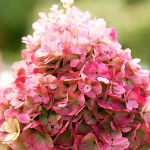 Image Credit: Living Creations®