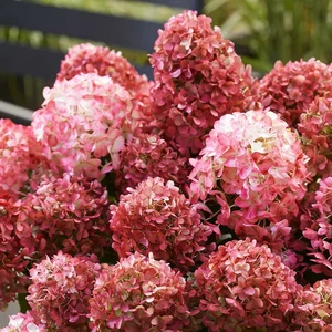 Hydrangea paniculata 'Living Little Rosy' - image 4