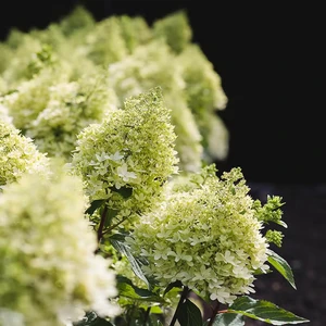 Hydrangea paniculata 'Living Royal Flower' - image 1