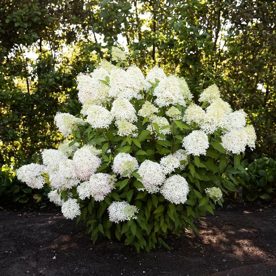 Hydrangea paniculata 'Living Royal Flower' - image 2