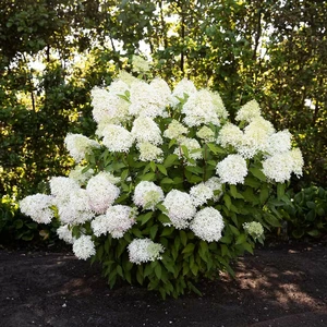 Hydrangea paniculata 'Living Royal Flower' - image 2