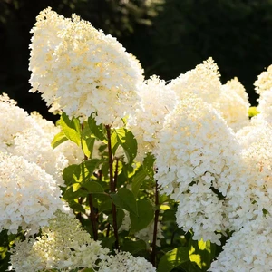 Hydrangea paniculata 'Living Sugar Rush' - image 1