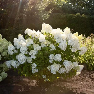 Hydrangea paniculata 'Living Sugar Rush' - image 2