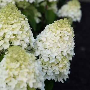 Hydrangea paniculata 'Living Sugar Rush' - image 3