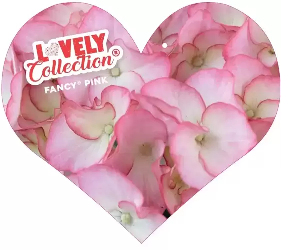 Hydrangea macrophylla 'Lovely Fancy Pink'®