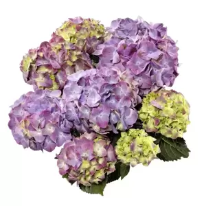 Hydrangea macrophylla 'Lovely Green Lips Purple'® - image 2