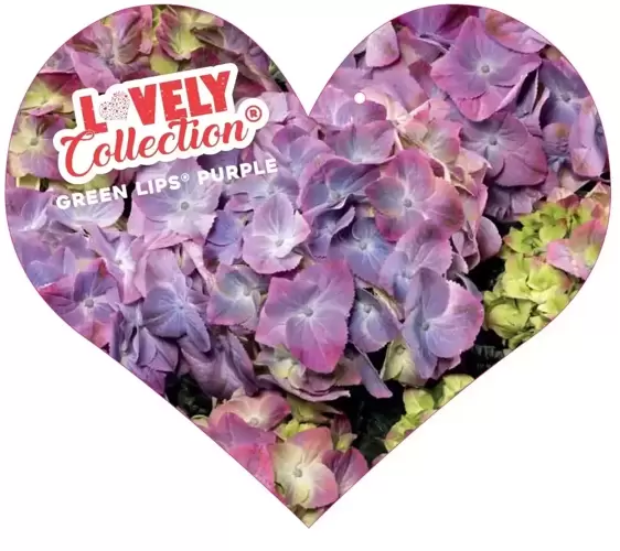 Hydrangea macrophylla 'Lovely Green Lips Purple'® - image 1