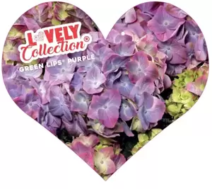 Hydrangea macrophylla 'Lovely Green Lips Purple'® - image 1