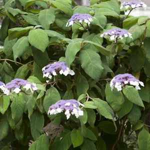 Hydrangea aspera 'Macrophylla' - image 2