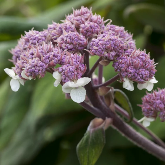 Hydrangea aspera 'Macrophylla' 6L - image 1