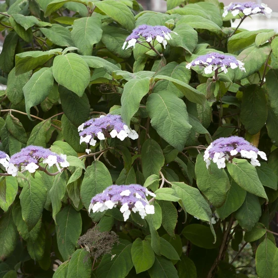 Hydrangea aspera 'Macrophylla' 6L - image 2