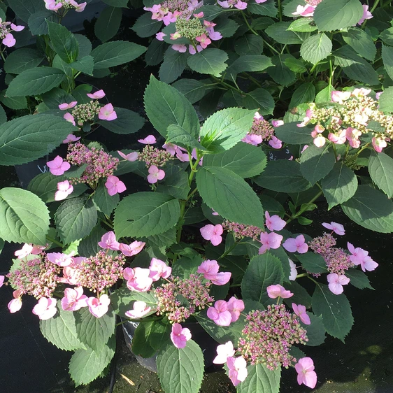 Hydrangea serrata 'Magic Pillow' 12L