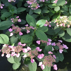 Hydrangea serrata 'Magic Pillow' 12L