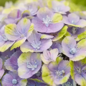 Hydrangea macrophylla 'Magical Amethyst Blue'® - image 2