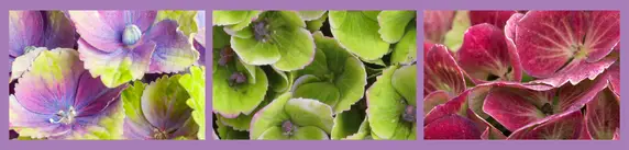Colour Change Sequence
