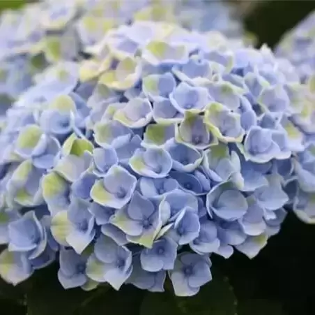 Hydrangea macrophylla 'Magical Amethyst Blue'® - image 1
