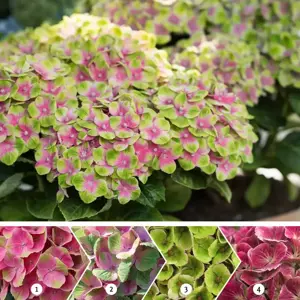 Hydrangea macrophylla 'Magical Amethyst Pink' - image 1